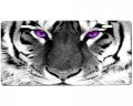 White Tiger Novelty Car Tag Vanity Plate Metal Sign Custom Background Options Durable Rust Proof Aluminum Gloss Finish 11 9 In 