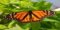 Monarch Butterfly Photo License Plate