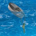 Graphics More Alligator Black And White Green Eyes Floating Keychain Oval Foam Fishing Boat Buoy Key Float 