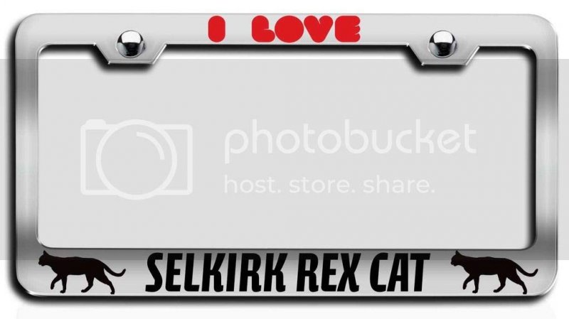 I Love Selkirk Rex Cat Chrome Metal License Plate Frame Heavy Duty Stainless Steel Tag Holder For Us And Canada Vehicles 12 5 X