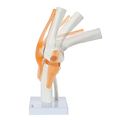 Axis Scientific Functional Knee Joint 